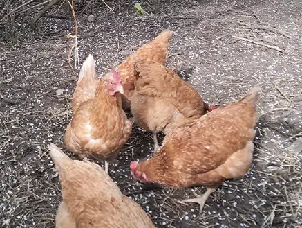 Free-range chickens in the garden