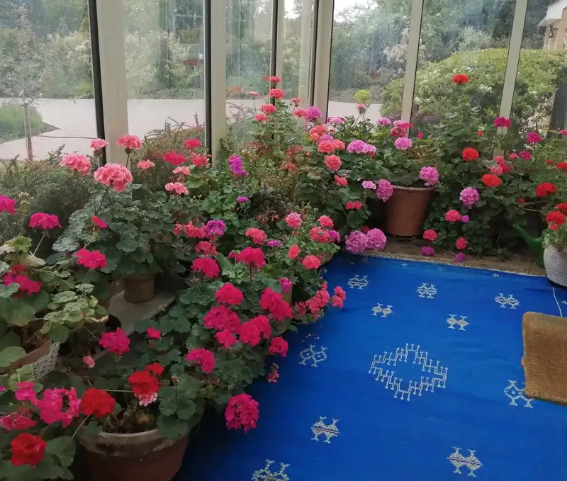 Conservatory filled with flowers