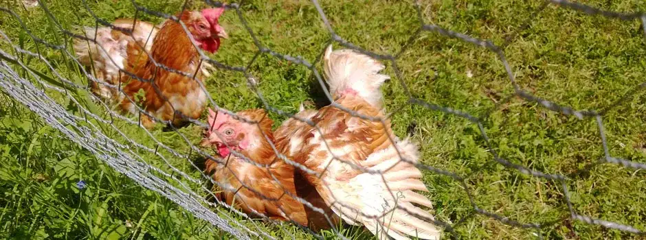 Our free-range hens provide fresh eggs