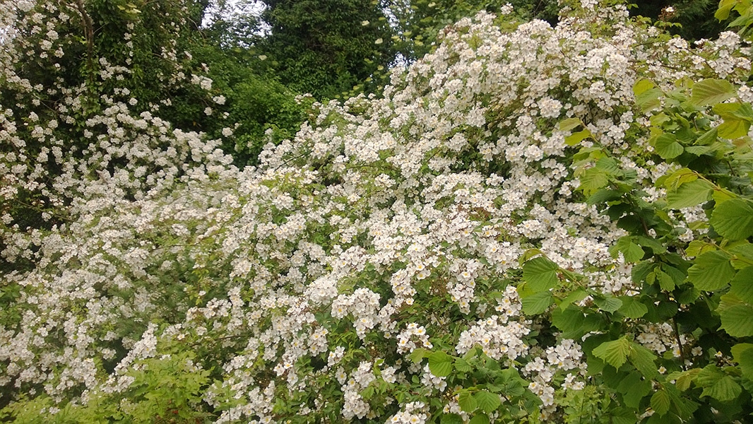 Local area attractions