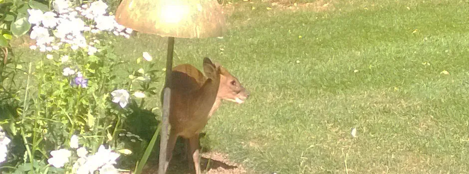 Countryside &amp; Wildlife
